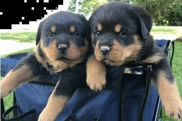 cuccioli di rottweiller | Foto 0