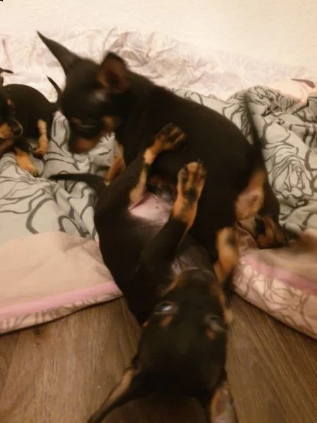 pinscher nano dispone di cuccioli | Foto 1