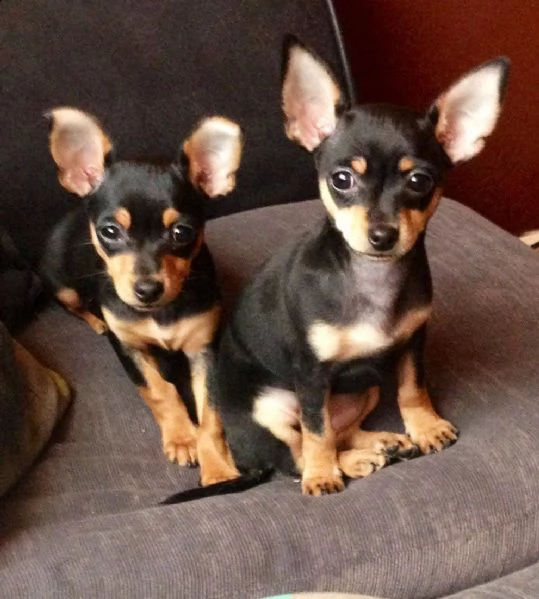 pinscher nano dispone di cuccioli