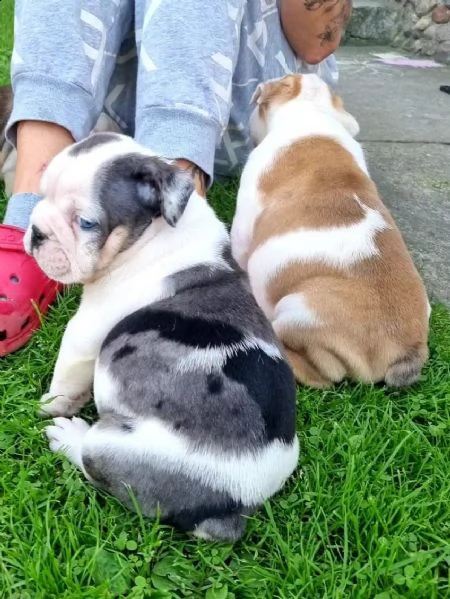 cuccioli bulldog inglese maschi femmine | Foto 0