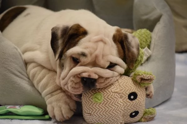 cuccioli bulldog inglese maschi femmine
