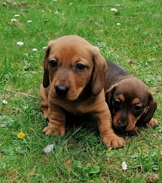 disponibili cuccioli bassotto pelo corto | Foto 0