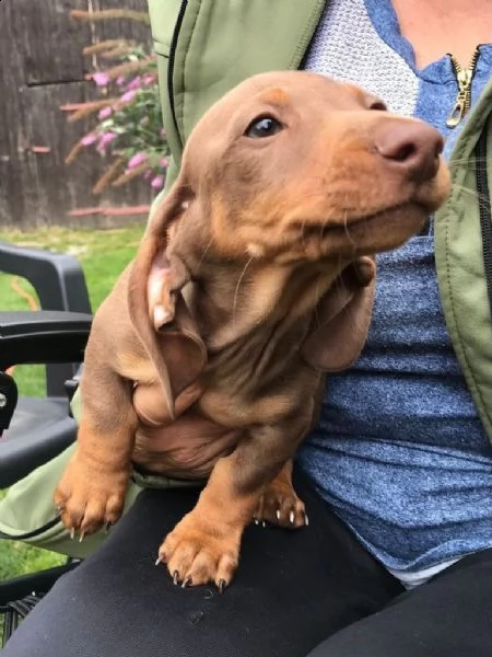 disponibili cuccioli bassotto pelo corto