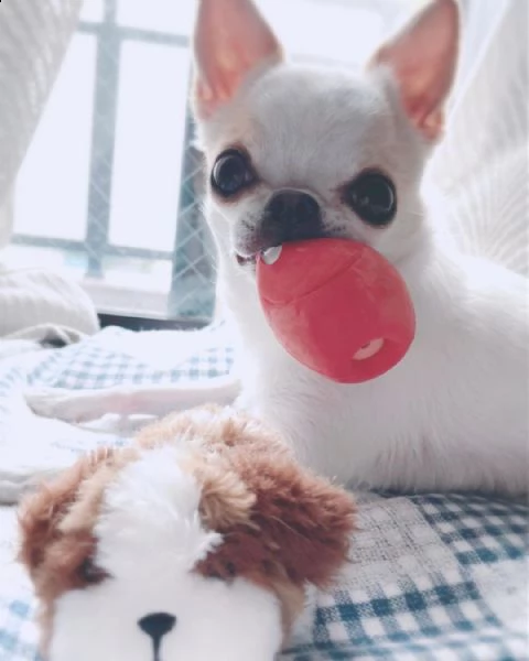 regalo cuccioli dolce e bella chihuahua toy stiamo dando questi nostri cuccioli sani maschi e femmin