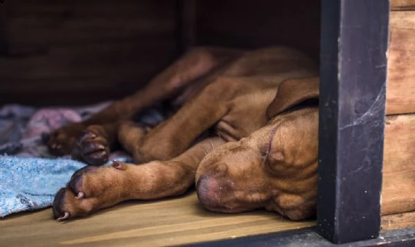 belllissimi cuccioli di vizsla ungherese | Foto 1