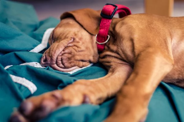 belllissimi cuccioli di vizsla ungherese | Foto 0