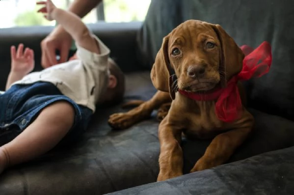 belllissimi cuccioli di vizsla ungherese