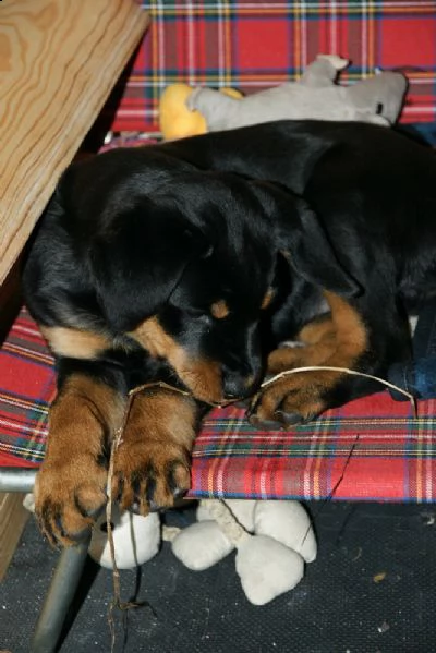 cuccioli di rottweiler con pedigree enci | Foto 2