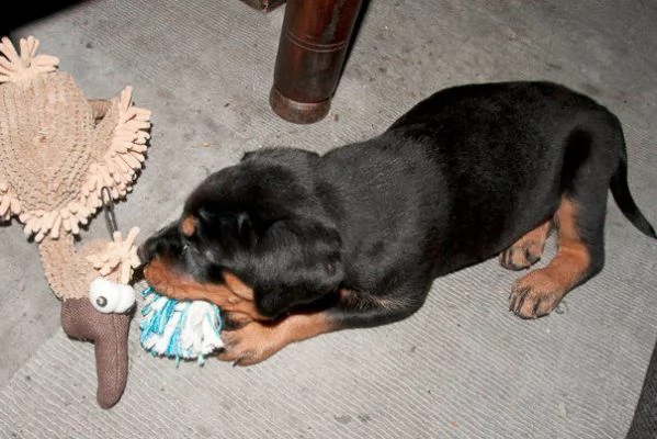 cuccioli di rottweiler con pedigree enci | Foto 1