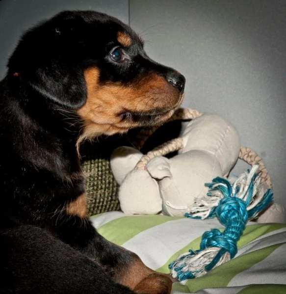 cuccioli di rottweiler con pedigree enci | Foto 0