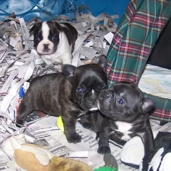 cuccioli di bulldog francese disponibili