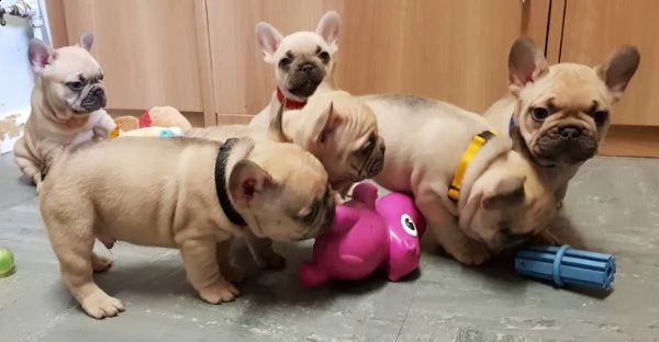 regalo cuccioli di cane a bulldog francese