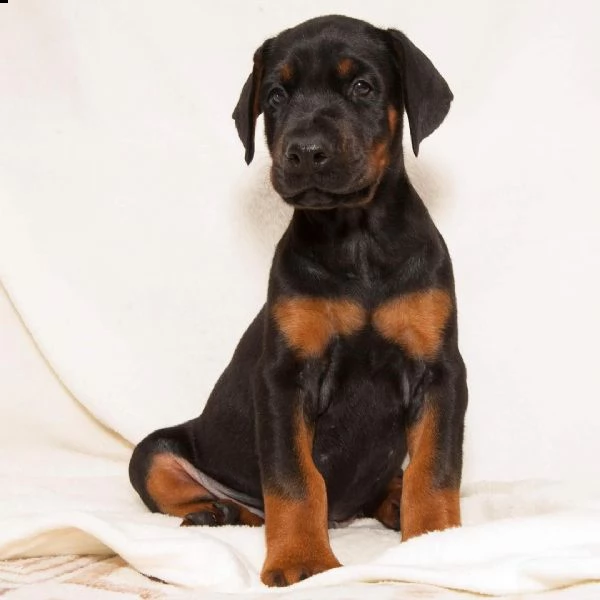 regalo adorabili cuccioli dobermann femminucce e maschietti disponibili verranno ceduti con pedigree