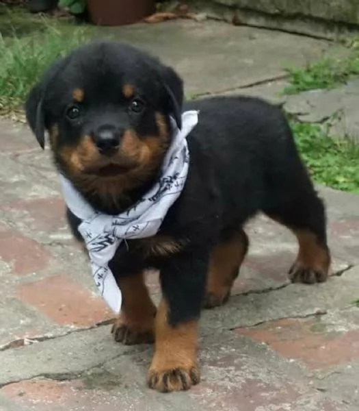 o rottweiler cuccioli (maschio e femmina)