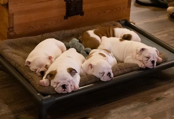 bulldog inglese cuccioli | Foto 2