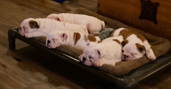 bulldog inglese cuccioli | Foto 1
