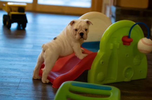 bulldog inglese cuccioli | Foto 0