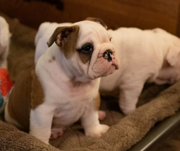 bulldog inglese cuccioli