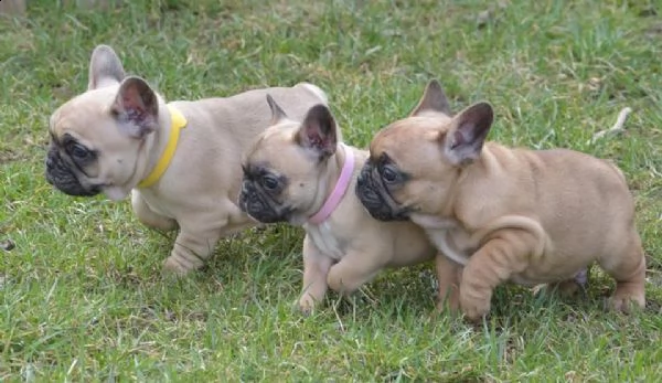 bulldog - bouledogue francese cuccioli | Foto 2