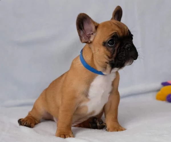 bulldog - bouledogue francese cuccioli | Foto 1