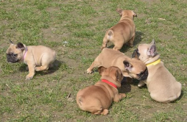 bulldog - bouledogue francese cuccioli