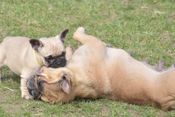 bulldog - bouledogue francese cuccioli | Foto 0
