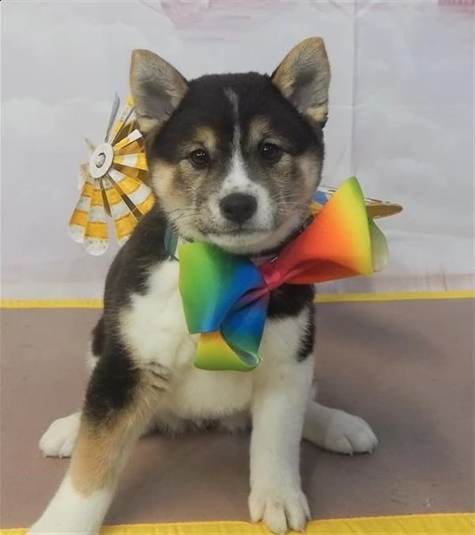  regalo due cuccioli di shiba inu per l'adozione