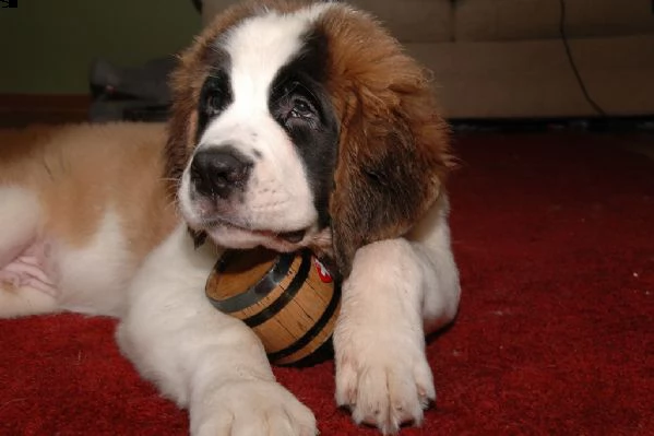 meravigliosa cucciolata di san bernardo  | Foto 2