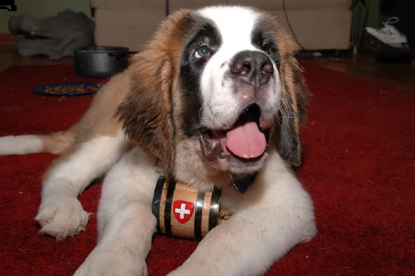 meravigliosa cucciolata di san bernardo  | Foto 1