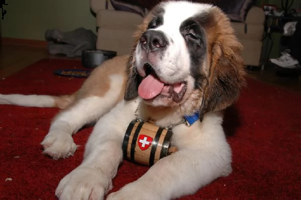 meravigliosa cucciolata di san bernardo  | Foto 0