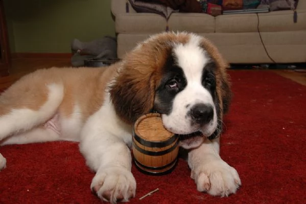 meravigliosa cucciolata di san bernardo 