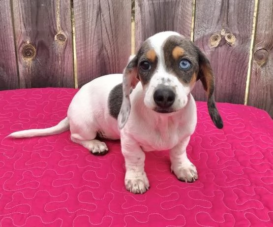 regalo adorabili cuccioli  bassotto femminucce e maschietti disponibili