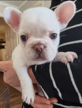 bellissimo cucciolo di bulldog francese