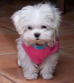 maltese cuccioli 