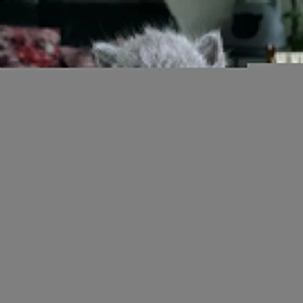 britannico a disposizione