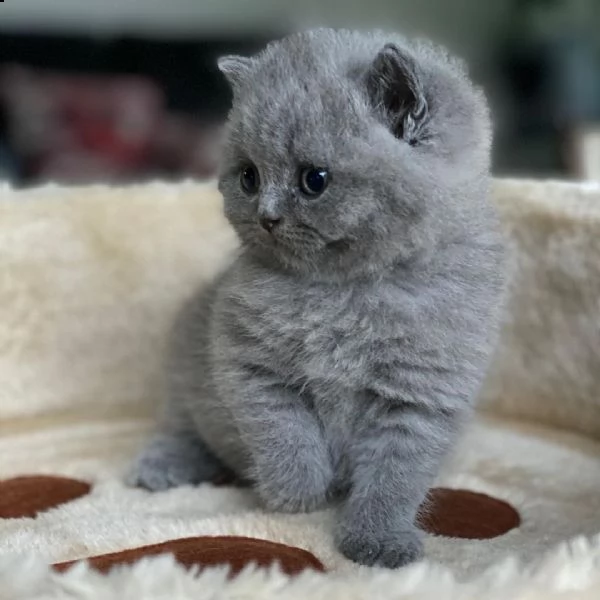 britannico a disposizione | Foto 1