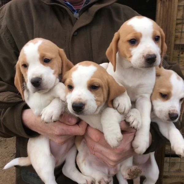 beagle aivalable | Foto 3