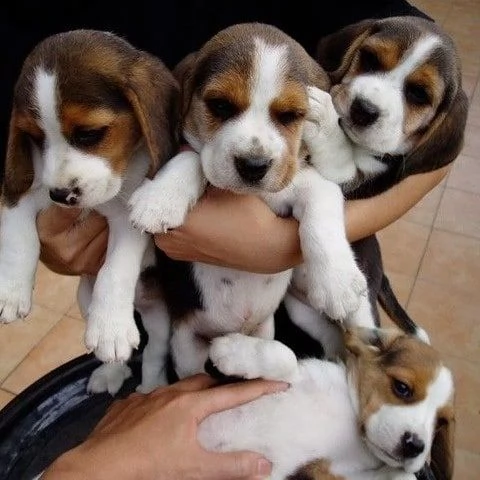 beagle aivalable | Foto 2