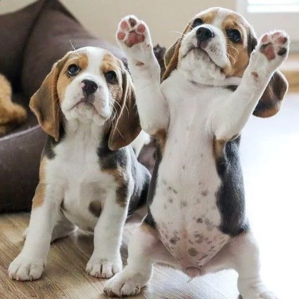 beagle aivalable | Foto 1