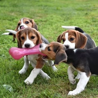 beagle aivalable