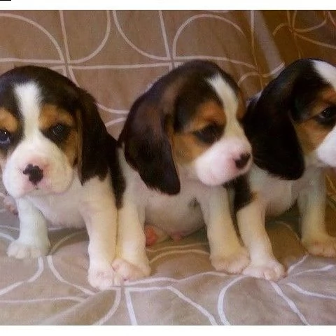 beagle aivalable | Foto 0
