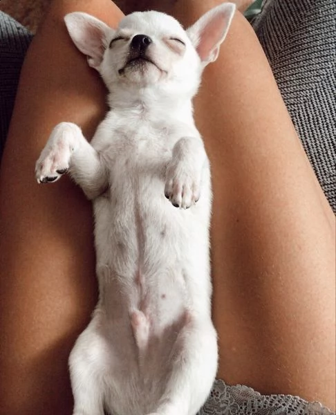 bellissimi cuccioli di chihuahua per una casa amorevole | Foto 3