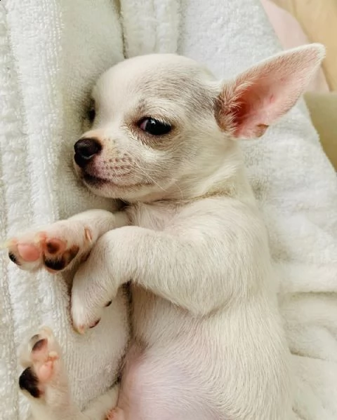 bellissimi cuccioli di chihuahua per una casa amorevole | Foto 2