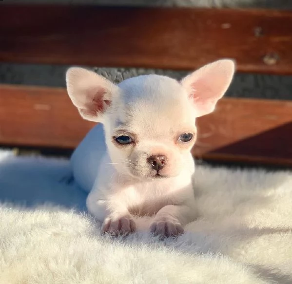 bellissimi cuccioli di chihuahua per una casa amorevole | Foto 1