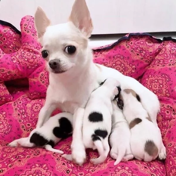bellissimi cuccioli di chihuahua per una casa amorevole | Foto 0