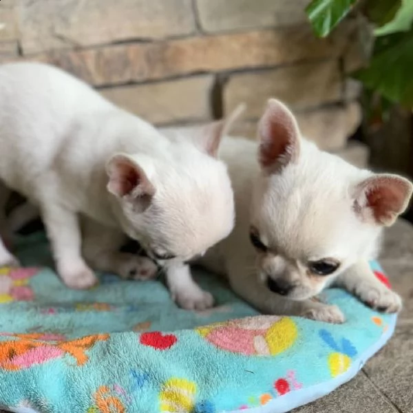 bellissimi cuccioli di chihuahua per una casa amorevole
