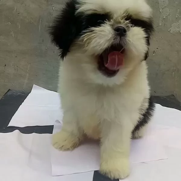 simpatici cuccioli di shih tzu disponibili per amare la casa | Foto 3