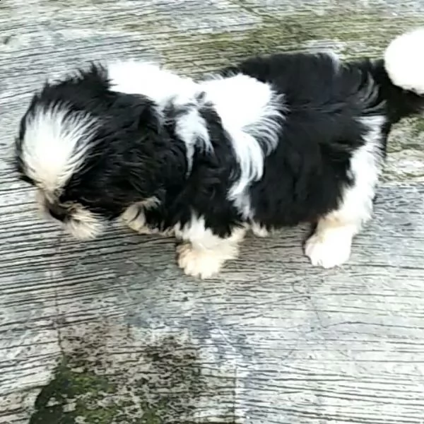 simpatici cuccioli di shih tzu disponibili per amare la casa | Foto 2