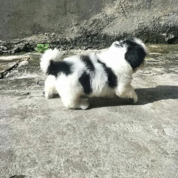 simpatici cuccioli di shih tzu disponibili per amare la casa | Foto 0
