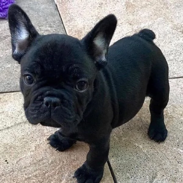 bellissimi cuccioli di bulldog francese per una casa amorevole | Foto 5